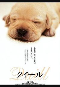 导盲犬小Q 导盲犬小Q