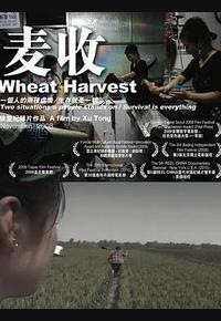 麦收 麦收